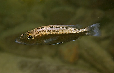 Tyrannochromis macrostoma 'Gome'